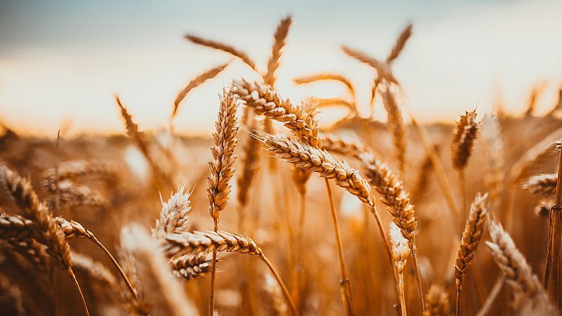 Más cerca - Biodiversidad y agricultura sostenible - Escuchar ahora