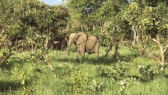 14 horas - La caza furtiva en África: mientras haya alguien dispuesto a pagar, habrá alguien dispuesto a matar