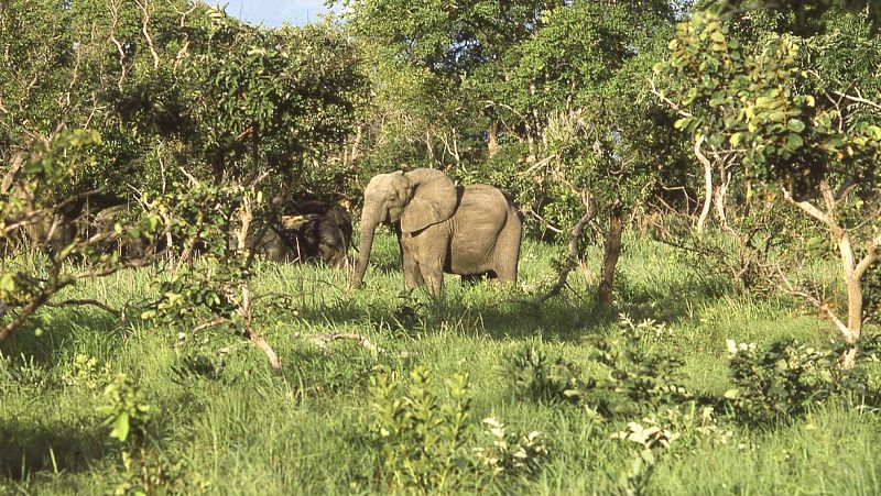 14 horas - La caza furtiva en África: mientras haya alguien dispuesto a pagar, habrá alguien dispuesto a matar - Escuchar ahora