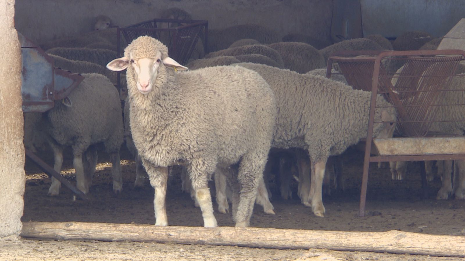 Primeros corderos merinos australianos en España