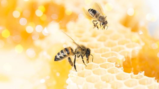 Alimento y salud - Alimento y salud - Miel y leyes sobre las grasas 'trans' - 02/05/2021 - Escuchar ahora