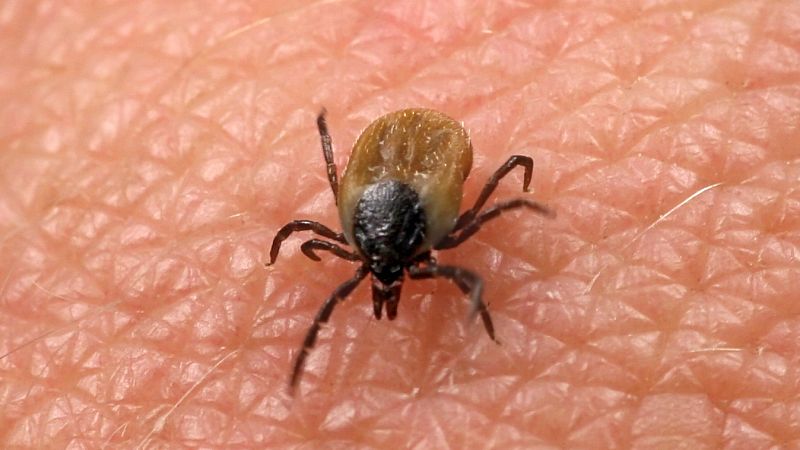 Punto de enlace - Lyme, la enfermedad oculta que transmiten las garrapatas - escuchar ahora