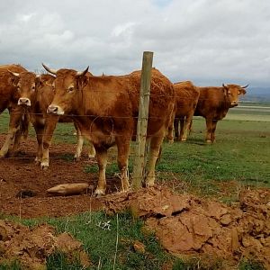 Reportajes RNE - Reportajes RNE -  Hipervaquería de Noviercas y/o el futuro de Soria: el momento actual