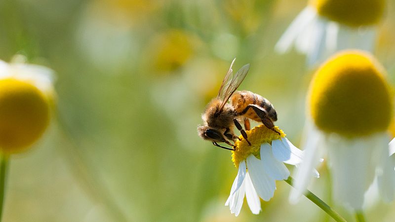 14 horas Fin de Semana - Día Mundial de la Biodiversidad: La protección de las especies, una asignatura pendiente - Escuchar ahora