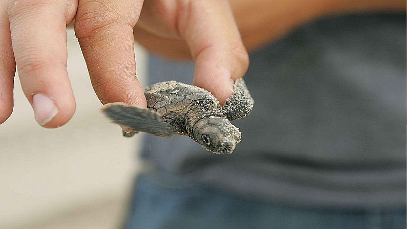 Ciencia por un tubo - ¿Por qué las tortugas bobas nunca se pierden? - 27/05/21 - Escuchar ahora