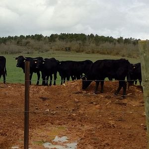 Reportajes RNE - Reportajes RNE - (2) La vida de las vacas y el medio ambiente - Escuchar ahora