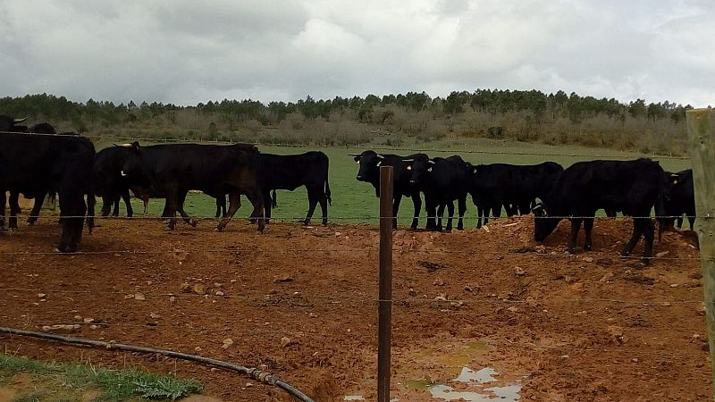 Reportajes RNE - (2) La vida de las vacas y el medio ambiente - Escuchar ahora