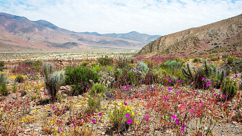 Nómadas - Atacama y el milagro de las flores - 29/05/21 - escuchar ahora