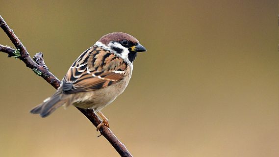 Animales y medio ambiente