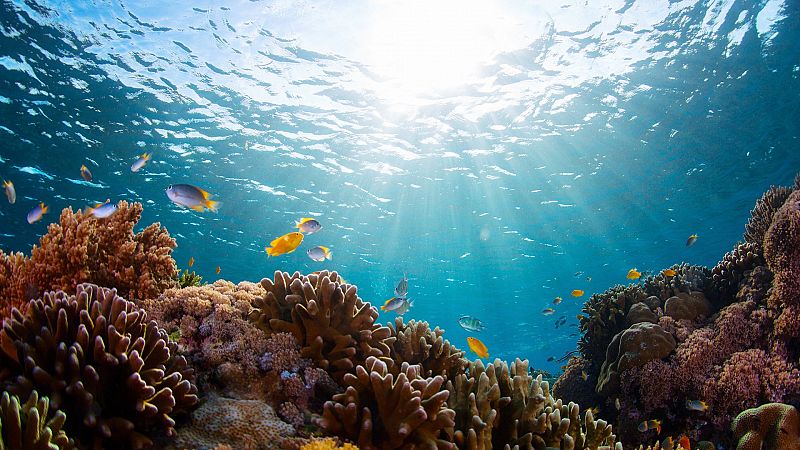 Más cerca - Científicos piden protección a la biodiversidad en alta mar - Escuchar ahora