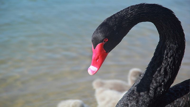 Animales y medio ambiente - Cisnes de cuello negro - 12/06/21 - Escuchar ahora