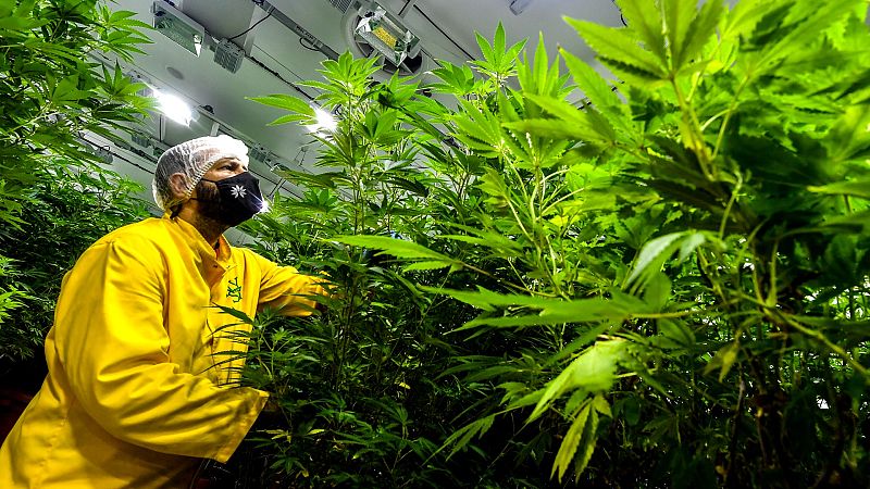 Parlamento - Radio 5 - El Congreso crea una comisión para estudiar el uso medicinal del cannabis - Escuchar ahora 