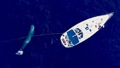 Españoles en la mar - Moby Mummy, investigación y preservación del cachalote - 15/06/21