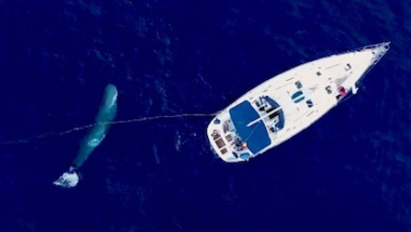 Españoles en la mar - Moby Mummy, investigación y preservación del cachalote - 15/06/21 - escuchar ahora
