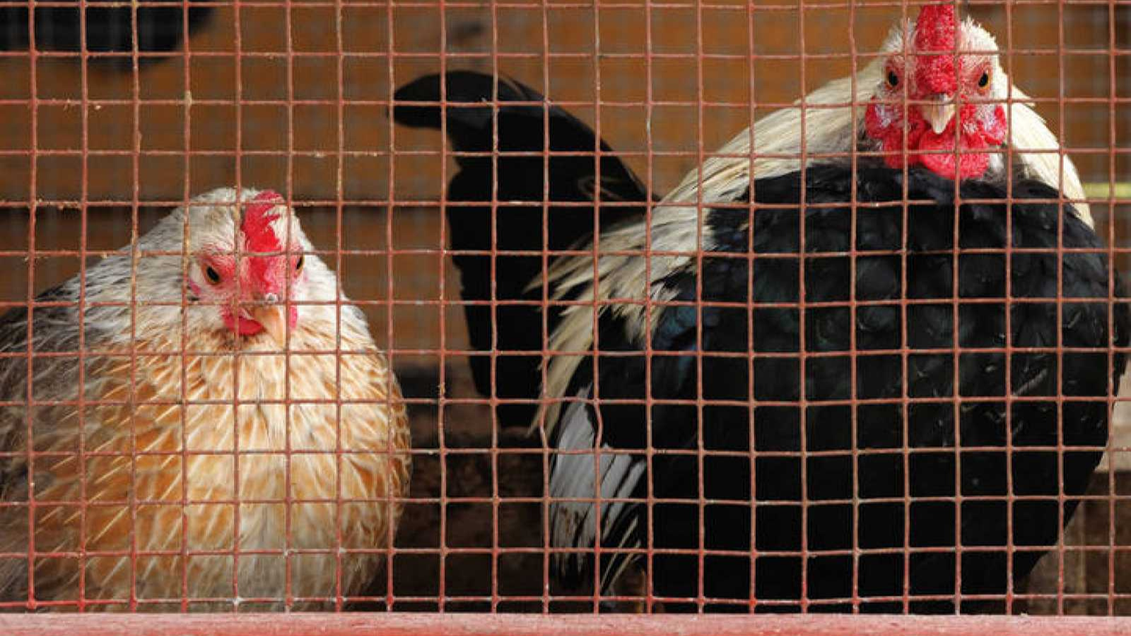 Tot A Europa - Parlem de la resolució europea contra la cria dels animals en gàbies amb Carmen Méndez, presidenta d'ADDA - Escoltar ara