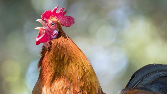 El gallo que no cesa