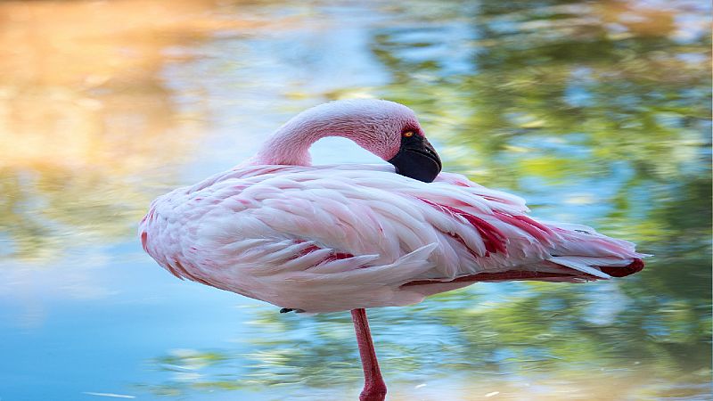 Animales y medio ambiente - Flamencos enanos - 26/06/21 - Escuchar ahora