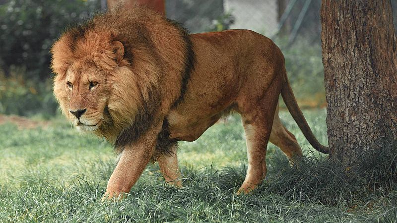 Alma de león - Leones y Leonas en Libertad - 27/06/21