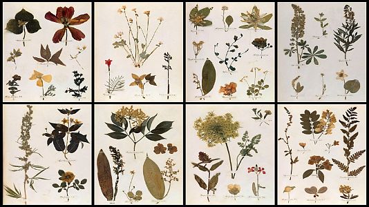 La libélula - La LiBéLuLa - Herbario - 01/07/21 - escuchar ahora