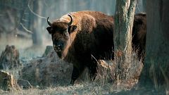 Tarde lo que tarde - Bisontes en la montaña palentina - 02/07/21