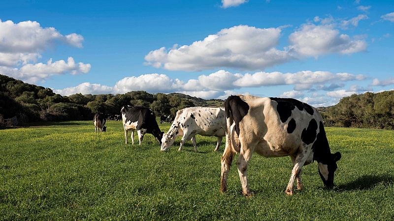 14 horas - ¿Consumimos demasiada carne en España? - Escuchar ahora