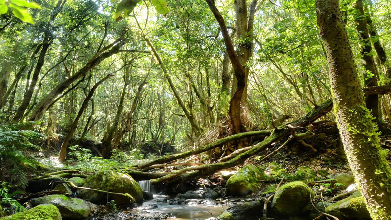 Reserva Natural - La Gomera y Sierra Espuña, escenarios de estudio del cambio climático - 15/07/21 - Escuchar ahora