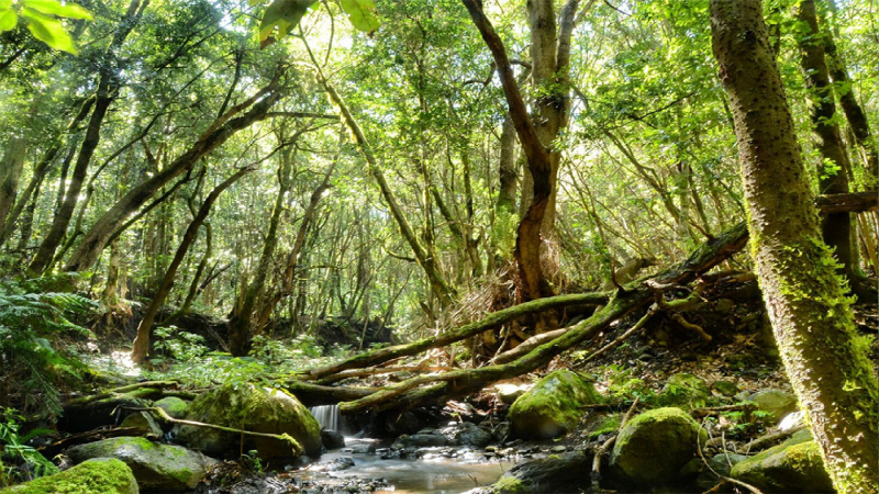 Reserva Natural - La Gomera y Sierra Espuña, escenarios de estudio del cambio climático - 15/07/21 - Escuchar ahora