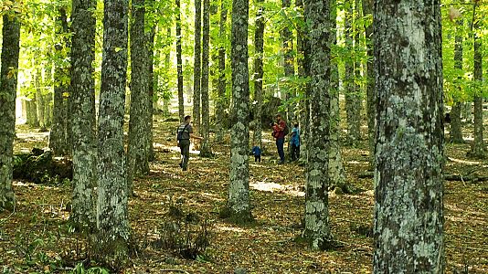Castilla y León Informativos - Expertos piden mayor protección de El Castañar de El Tiemblo - Escuchar ahora