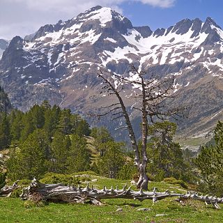 Emisión en árabe