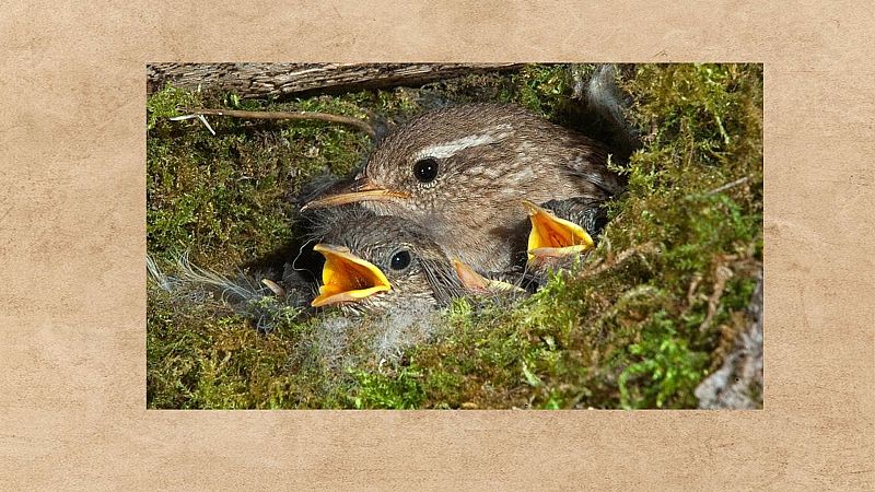 Animales y medio ambiente - Centro de Recuperación - 25/07/21 - Escuchar ahora