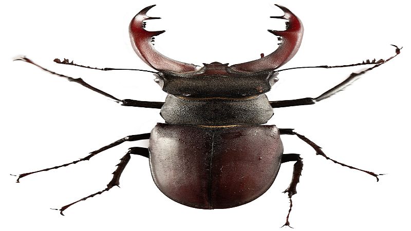 Animales y medio ambiente - Ciervo volante - 24/07/21 - Escuchar ahora