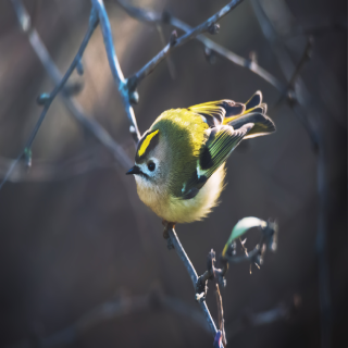 Animales y medio ambiente