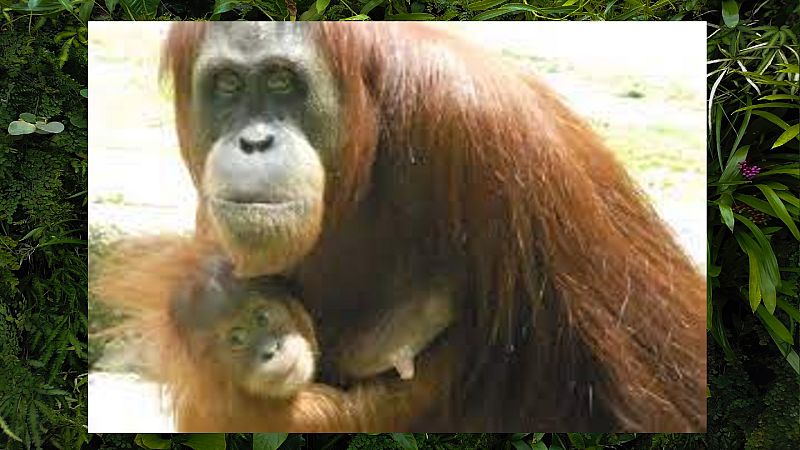 Animales y medio ambiente - Nacimiento de Oihana - 01/08/21 - Escuchar ahora