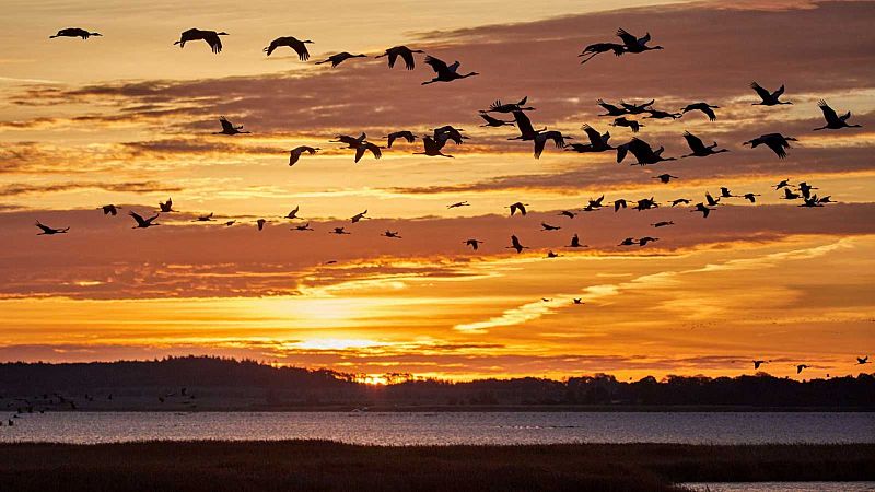 Más cerca - ¿Cómo afecta el cambio climático a la migración de las aves? - Escuchar ahora 