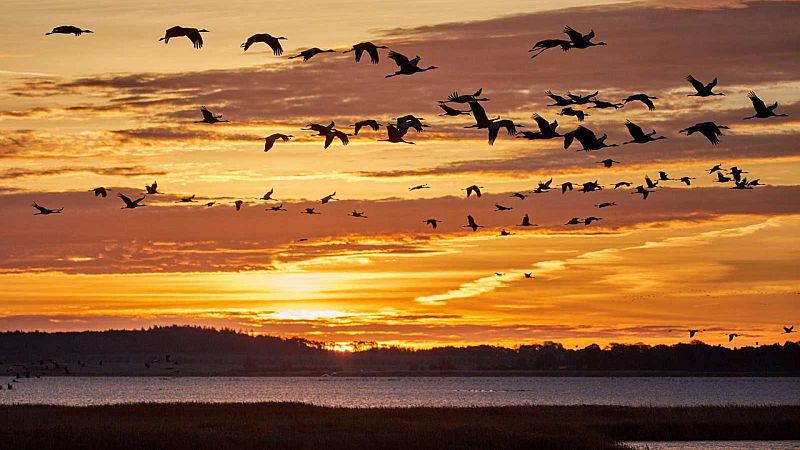Más cerca - ¿Cómo afecta el cambio climático a la migración de las aves? - Escuchar ahora 