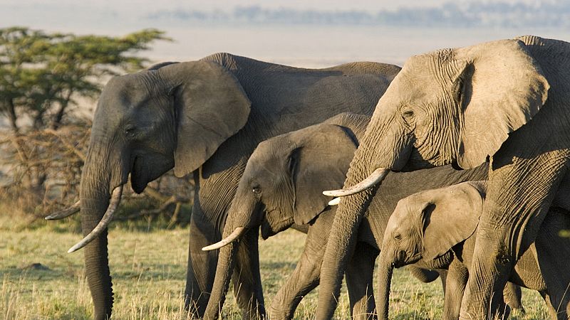 Por tres razones - ¿Por qué los elefantes dejan la selva y van a las ciudades? - 09/08/21 - escuchar ahora