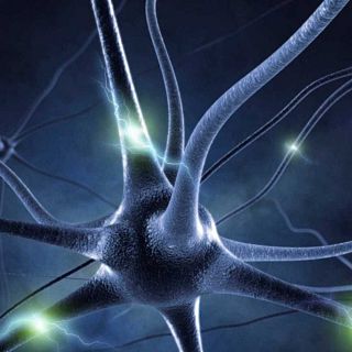 El gallo que no cesa