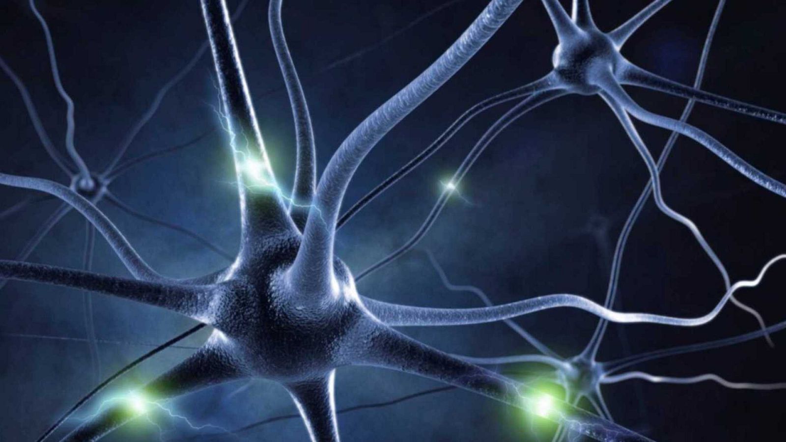 El gallo que no cesa - El neurotransmisor: La imparable evolución del cerebro - Escuchar ahora