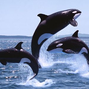 Más cerca - Más cerca - Restringida la navegación en Cádiz por encuentros con orcas - Escuchar ahora