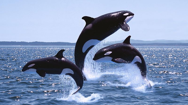 Más cerca - Restringida la navegación en Cádiz por encuentros con orcas - Escuchar ahora 