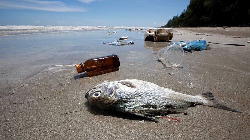 Más cerca - Las playas murcianas se llenan de 250 kilos de peces muertos - Escuchar ahora 