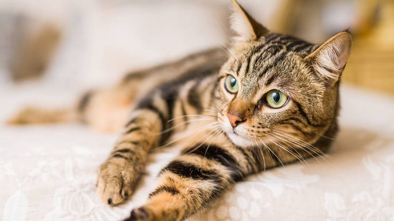 'Adopta un invisible' �s la campanya que impulsa l'adopci� responsable