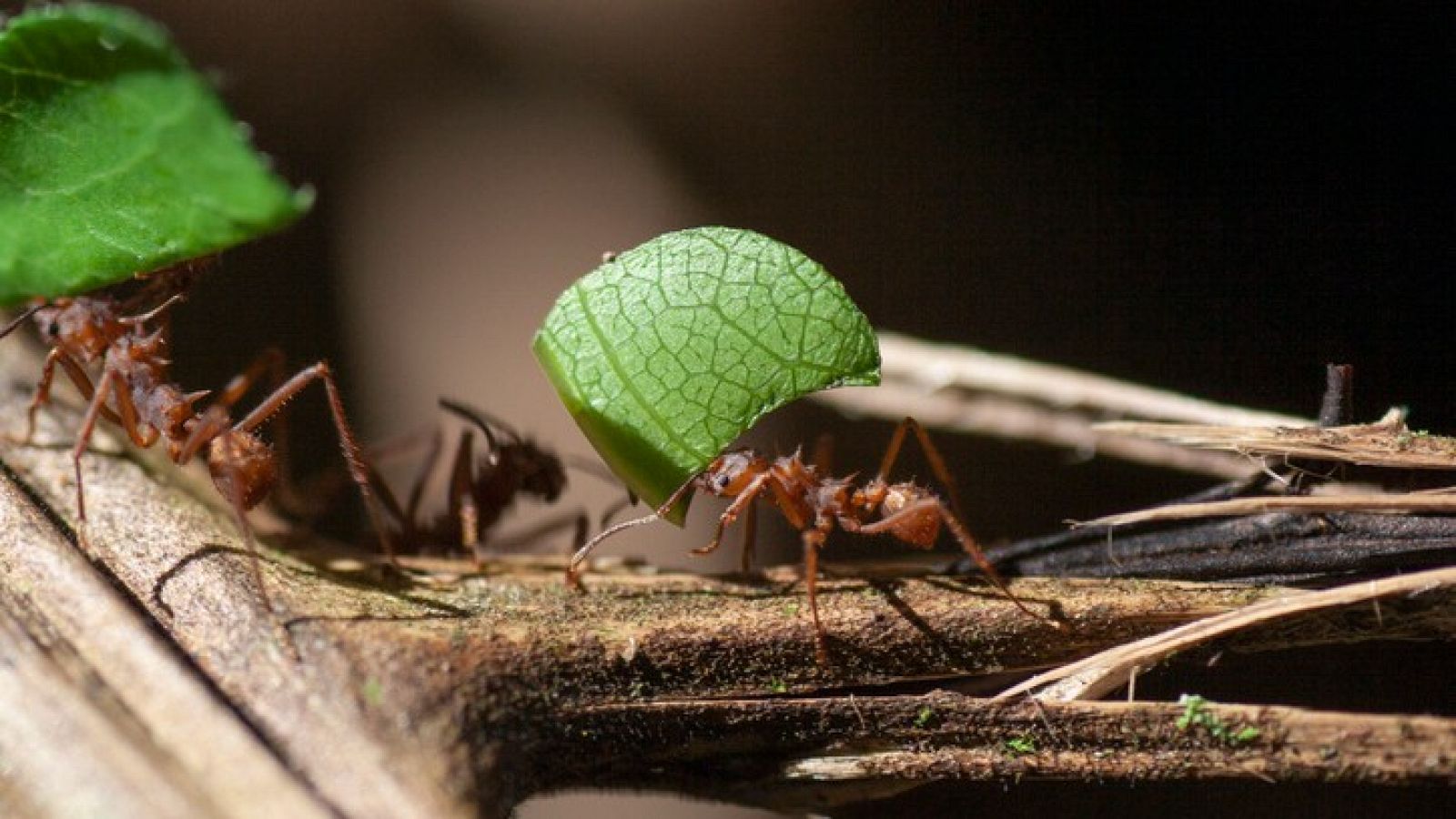 Letra y música - Insectos - 20/08/21 - escuchar ahora