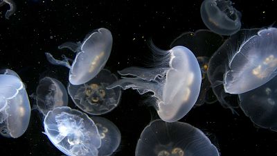 El gallo que no cesa - Más que gallos: Redescubriendo a las temibles medusas - Escuchar ahora 