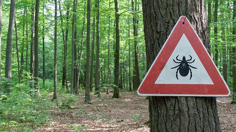 Más cerca - El aumento de las temperaturas impulsa las plagas de verano - Escuchar ahora