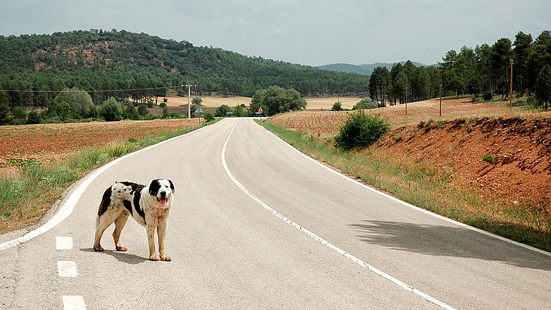 Más cerca - Más de 160.000 perros son abandonados cada año en España - Escuchar ahora