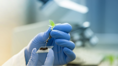 Más cerca - Técnica CRISPR: supercultivos por edición genética