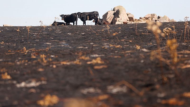 14 Horas - La devastacin tras el incendio de Navalacruz - Escuchar ahora