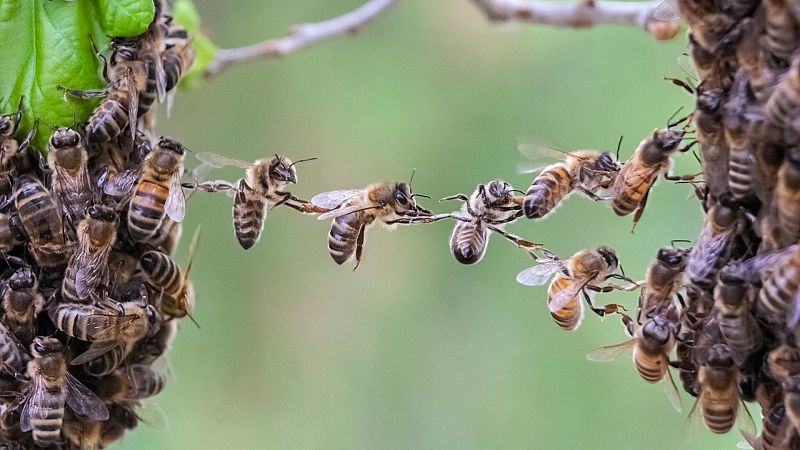 Planeta vivo - Abejas más listas - 25/08/21 - Escuchar ahora