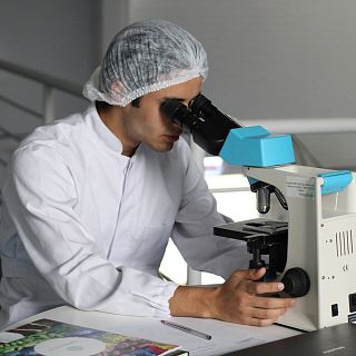 El gallo que no cesa